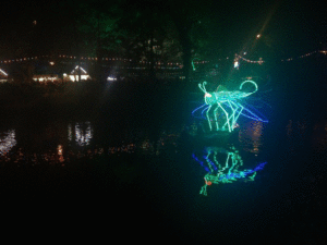 Illuminations - Dragonfly